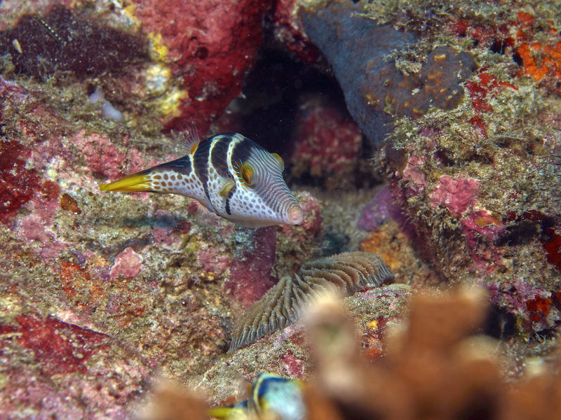 Boxfish, Sabang Wreck